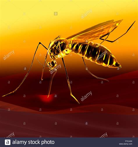 Dengue Fever Bite Stock Photos & Dengue Fever Bite Stock Images - Alamy