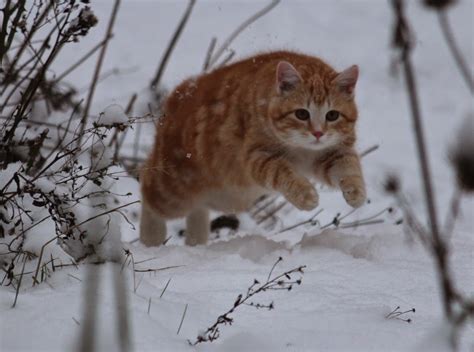 Small Animal Talk: Cats playing in the snow and learning resources in animal welfare science ...