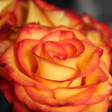 Popular Types of Roses Used by Florists - Cascade Floral Wholesale