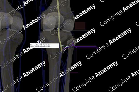 Circumflex Fibular Vein (Left) | Complete Anatomy