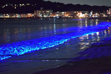 Where To See Bioluminescent Waves 2024 - Raine Carolina