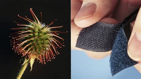 Pin on Biomimicry & Metaphor