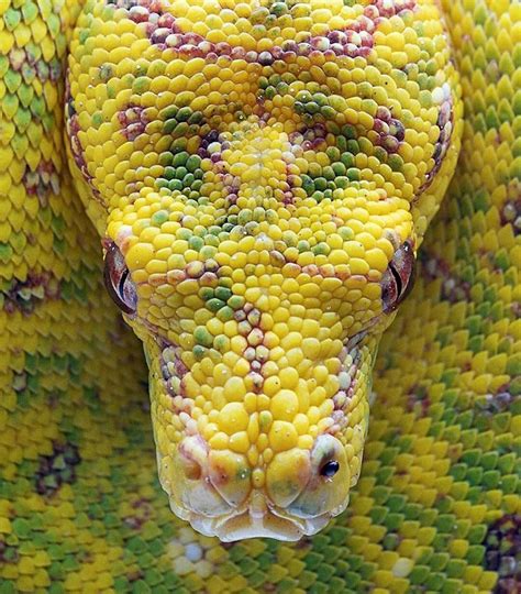 🔥 Majestic and colorful green tree python 🔥 : r/NatureIsFuckingLit