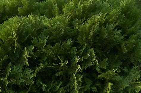 Free Images : vegetation, terrestrial plant, evergreen, pine family, conifer, cypress family ...