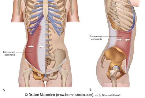 Transversus Abdominis - Learn Muscles