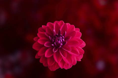 Pink Dahlia Flower Wallpaper,HD Flowers Wallpapers,4k Wallpapers,Images,Backgrounds,Photos and ...
