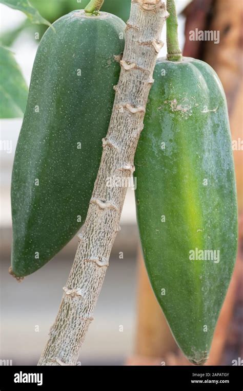 Fruit of the babaco plant, a hybrid cultivar in the genus Vasconcellea from Ecuador Stock Photo ...