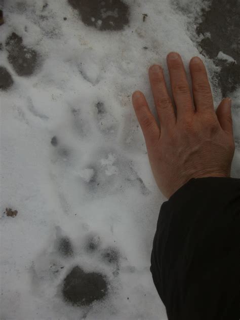 Bobcat Mountain Lion Tracks In Snow - slideshare