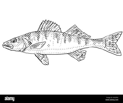 Walleye isolated Black and White Stock Photos & Images - Alamy