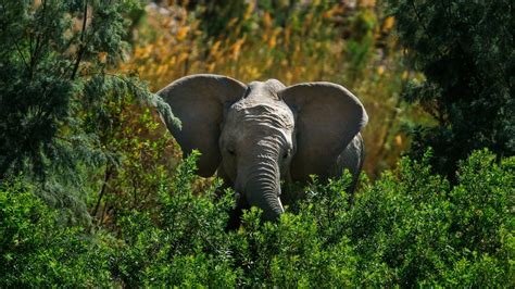 Africa's Elephants Now Endangered by Poaching, Habitat Loss