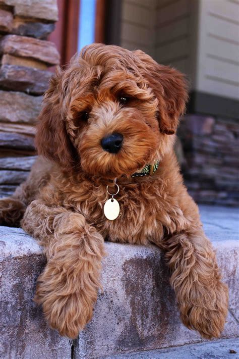 Australian Labradoodle Welpen Kaufen