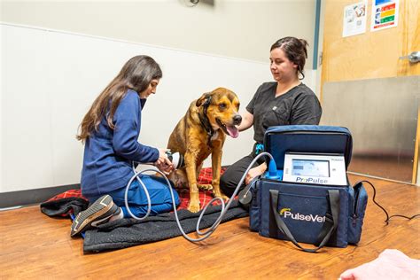 What to Expect at the Emergency Vet | Cary, NC