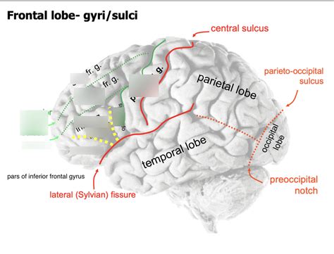 CNS Surface Anatomy- Frontal lobe gyri/sulci Diagram | Quizlet