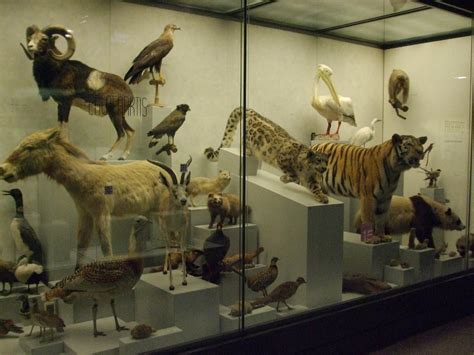 Zoological Museum | University of Zurich | Broke Tourist