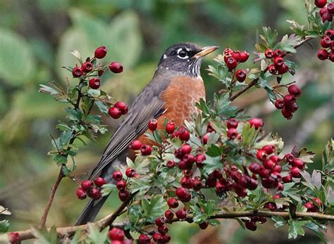 Robins and Berries in Winter | BirdNote