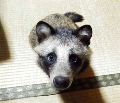 Mett Tanu The Japanese Raccoon Dog, The Cutest Pup Around (Photos)