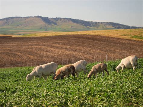 Mixed Crop-Livestock Systems: Changing the Landscape of Organic Farming in the Palouse Region | USDA