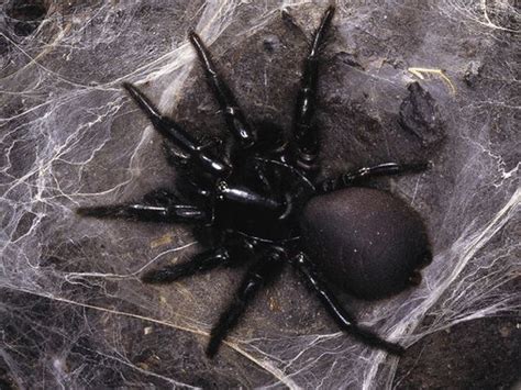 Six-Eyed Sand Spider: In the Top 10 List of most dangerous spiders we should keep this in the ...