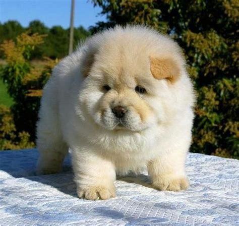 63+ Baby Teacup Chow Chow Puppy - l2sanpiero