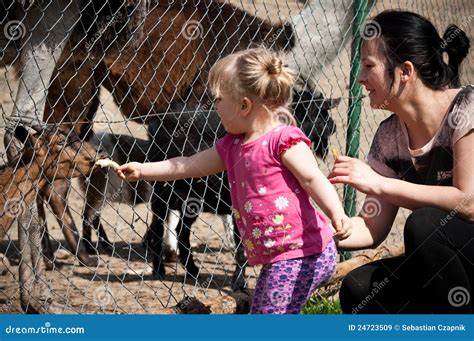 Feeding Zoo Animals Royalty Free Stock Images - Image: 24723509