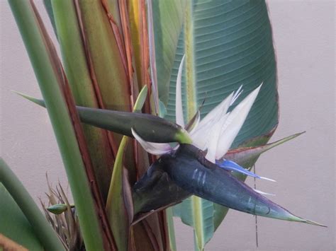 White Bird Of Paradise