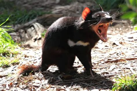 Tasmanian Devil - Description, Habitat, Image, Diet, and Interesting Facts