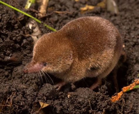 Cornwall Wildlife Trust on Instagram: “The common shrew needs to eat every two or three hours to ...