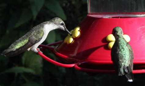 How to Make Hummingbird Nectar | Audubon