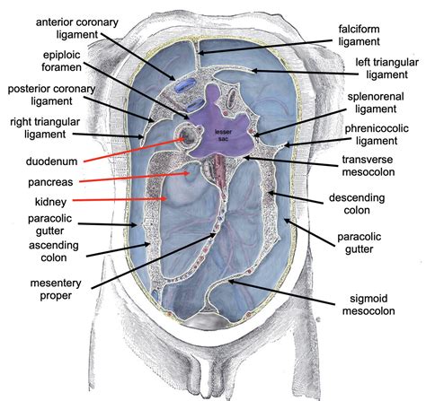 The Small and Large Intestines - Peritoneum - StoryMD