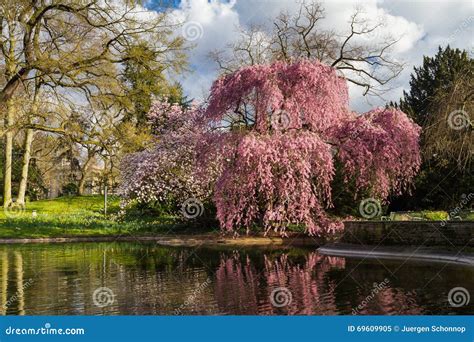 Higan cherry tree blossom stock image. Image of blooming - 69609905