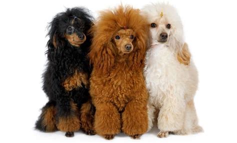 Do you know how many Poodle colors there are? Which is the best? - K9 Web