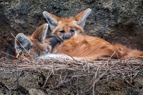 The Animals of the Buffalo Zoo – Anthony Morganti Photography