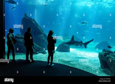 Tourists visiting the Lisbon Oceanarium, Lisbon Portugal Stock Photo - Alamy
