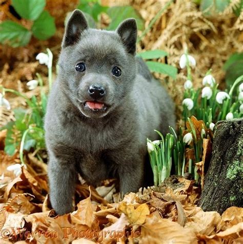 Schipperkes and Color - Kurakuma Schipperkes