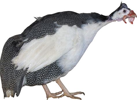 Turkey bird PNG