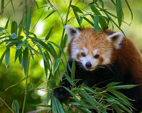 Red panda on bamboo tree stock image. Image of bamboo - 10042177