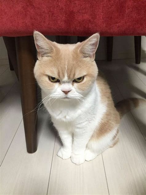 cat angry Blank Template - Imgflip