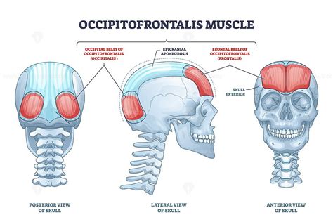 Occipitalis Muscle | ubicaciondepersonas.cdmx.gob.mx