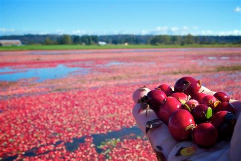 Fort Langley Cranberry Festival » Vancouver Blog Miss604