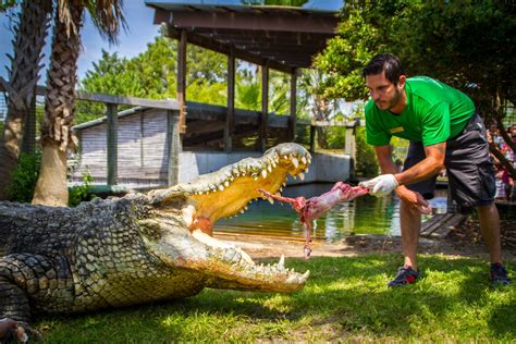 Utan - King of the Crocs - Alligator Adventure