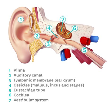 The Ear — Summerlin Audiology