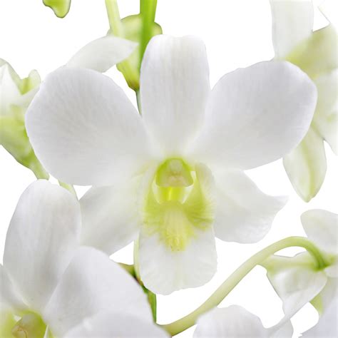 White Hybrid Dendrobium Orchid, Orchids in Bulk | Wholesaleflowers.net