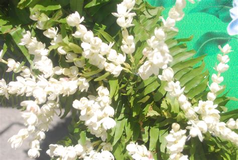 Free photo: Sampaguita Flowers - Blooming, Flower, Fragrance - Free Download - Jooinn