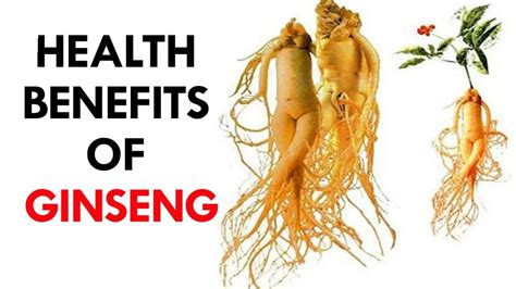 Ginseng Root - Botanicals One