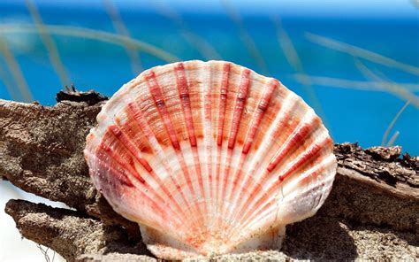 Wallpaper Seashell photography 1920x1080 Full HD 2K Picture, Image