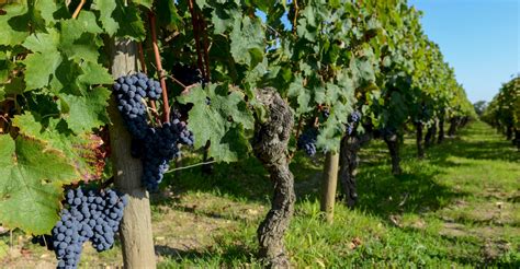Private Médoc Wine Tour: Margaux & Haut Medoc regions of Bordeaux