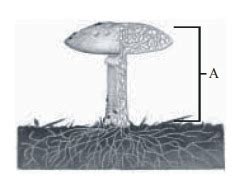 In the diagram given below showing Agaricus, what is the structure labelled as A ? (1) Bud (2 ...