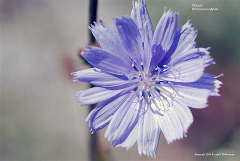 US Wildflower's Database of Blue Wildflowers for Massachusetts