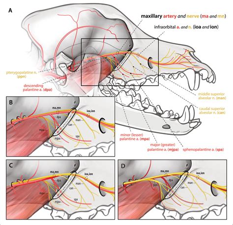 Ligation of the Maxillary Artery Prior to Caudal Maxillectomy in the ...