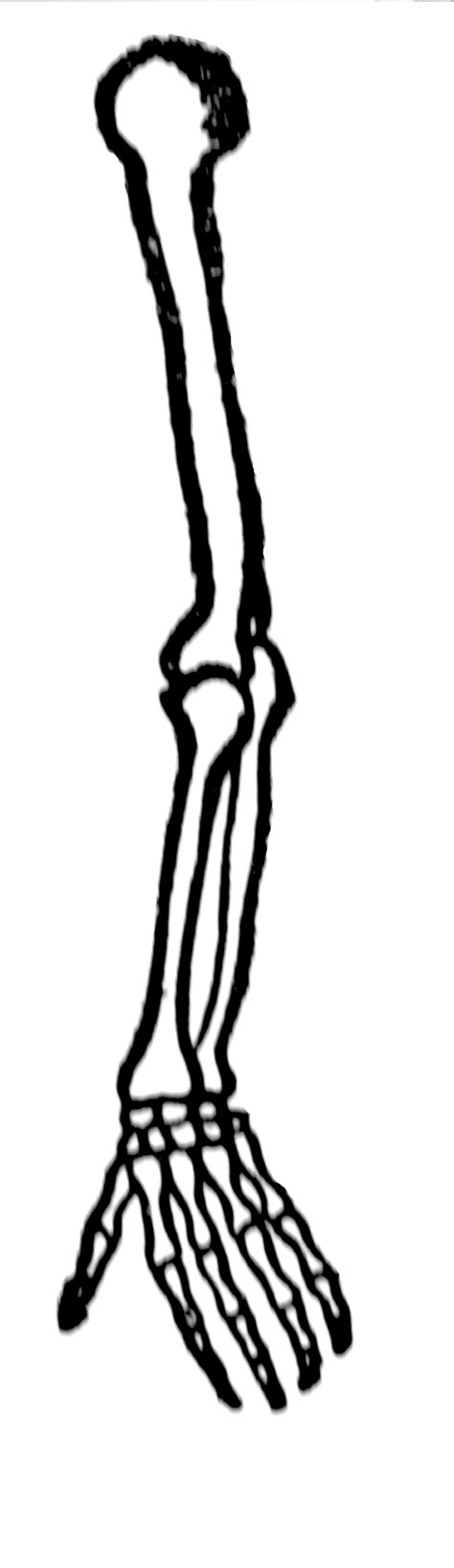 Bones of Arm | ClipArt ETC